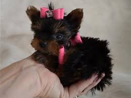 While there's no specific classification for teacups, many breeders use four pounds as the maximum weight and 17 inches as the maximum height for a teacup dog. Teacup Yorkie Puppies For Sale In Ohio Zoe Fans Blog Yorkie Puppy Teacup Yorkie Puppy Yorkie Puppy For Sale