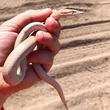 Burton's legless lizard , is a species of pygopodid lizard which means that it lacks forelegs and has only rudimentary hind legs. Healthy Wild Burtons Legless Lizard Reptiles