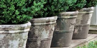 Plant A Shrub Or Tree In A Container