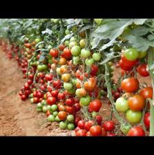 От гледна точка на ботаниката доматът е плод, но от гледна точка на неговите функции той е. Universalen Tor Za Podhranvane 3 Pti Na Sezon I Domatite Se Otrupvat S Plod Za Zhenata