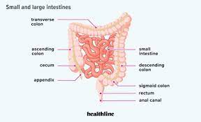 Ec affects people of all ages. How Long Are Your Intestines Length Of Small And Large Intestines