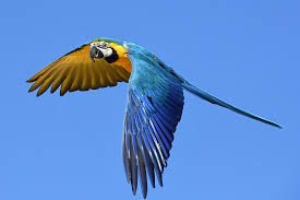 yellow macaw bird flying