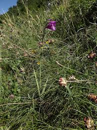 C01 Gladiolus palustris - Flora