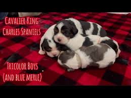 tricolor blue merle cavalier king