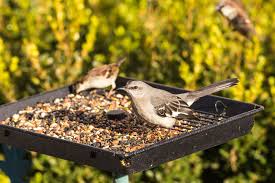 do birds throw seed out of the feeder