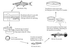 How To Farm Cobia The Fish Site