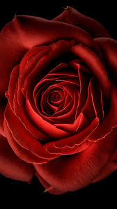 red rose wallpaper 4k red flower
