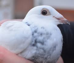 homing pigeons are coo l local