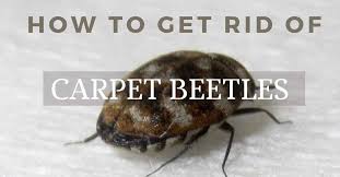 get rid of carpet beetles
