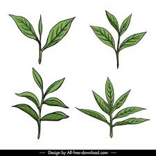 tea leaves vectors free 6 572