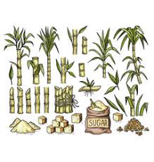 Well you're in luck, because here they come. Sugar Cane Drawing Vector Images Over 610
