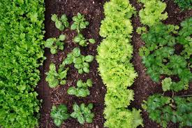 how to plan your vegetable garden the