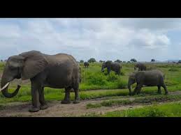 Queen Elizabeth National Park In Uganda Kubwa Five Safaris - YouTube