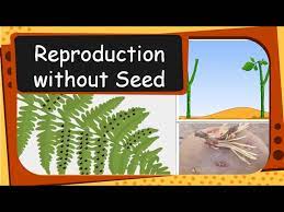 Nonflowering plants are divided into two main groups—those that reproduce with dustlike particles called spores and those that use seeds to reproduce. Science Plant Reproduction Without Seed English Youtube