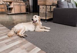 how to protect rugs from dogs storables
