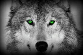 My Wolf Characters Looking For RP's. {I will make their bios once someone choses to have an RP with them} Images?q=tbn:ANd9GcQimDgAs9N4cs2kqg4jcPgfoPH7AAJUDjlrsOVYpe5kfu32hjLS