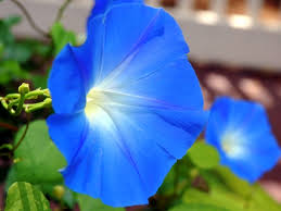 Image result for morning glory