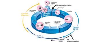cell cycle ysis with flow cytometry