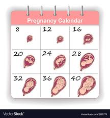 Growth Of A Human Fetus On Weeks Calendar Vector Image