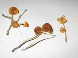 The Taxonomy Of Magic Mushrooms A Guide To 4 Psilocybin