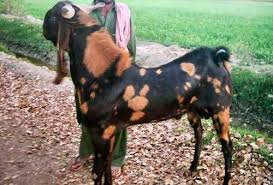 Sirohi Goat Breed Profile Weight Price Features Agri
