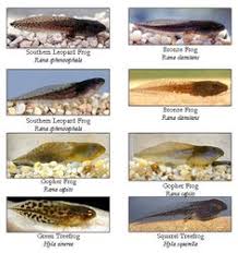 10 Best Tadpoles For Sale Images Tree Frogs Toad Tadpole
