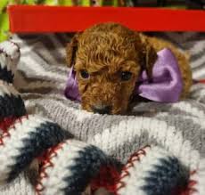 miniature poodle in melbourne region