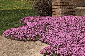 Year Round Flowers And Perennial Plants