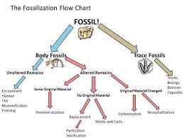 Fossilization And Fossils Ppt Video Online Download