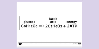 Free Anaerobic Respiration Equat