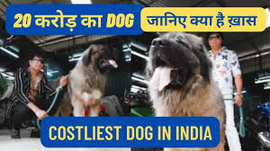 rare breed dog for rs 20 crore