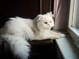 The persian is a docile, gentle, affectionate cat. Introduction To Cat Breeds Persian Cat Kohepets Blog