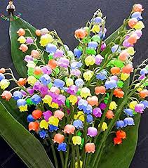 100pcs Muguet Graines de fleurs rares Indoor de Bell Orchid Seeds arôme  riche Bonsai Fleurs graines de plantes mignon et beau : Amazon.fr: Jardin