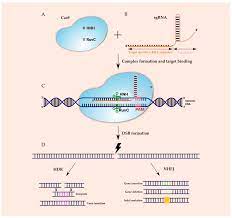 gene editing system crispr cas9