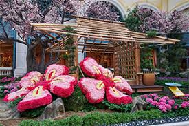 bellagio conservatory botanical