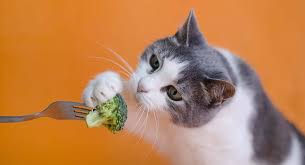 Supplement your cat's diet with a list of these fruits, vegetables, and protein sources, as if they eat raw food, they don't have as much stool because their body uses all those nutrients. Can Cats Eat Broccoli Or Is It Best Left In The Vegetable Drawer