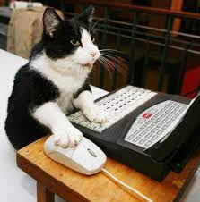 gatto che scrive al pc mentre non ci sei... - Posts | Facebook