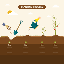 Store it in the back of the refrigerator, checking on the towel every week or so to make sure it's moist. Planting Seed Sprout In Ground How To Grow Tree From The Seed In The Garden Easy Step By Step Apple Tree Gardening Seedling Plant Vector Infographic Concept Of Planting Process In Flat