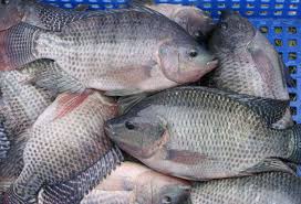 m fish farming project to produce