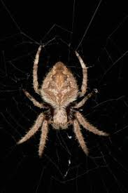 Spiders Of Australia With Information And Pictures
