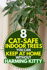 8 Cat Safe Indoor Trees You Can Keep At