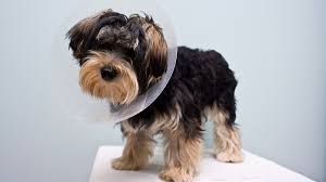signs after spaying dog what to watch for