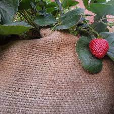 How To Plant Edibles In Burlap Sacks