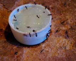 get rid of ants ants ants recipe