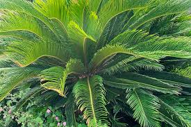 How To Grow And Care For Sago Palm
