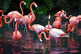Flamingo HD Wallpapers