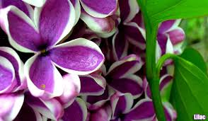 Irregular 2 petals 3 petals 4 petals 5 petals 6 petals 7 or more indistinguishable. Top 25 Best Purple Flowers Small Tall Beautiful Purple Flowers