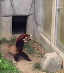 Explore the red panda's (@the_red_panda) posts on pholder | see more posts from u/the_red_panda about wtf, osha and funny. A Startled Red Panda Rears Up On His Hind Legs In An Adorable Attempt To Intimidate A Large Rock