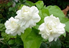 Image result for images of jasmine flowers