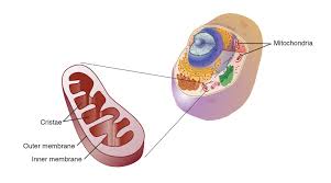 mitochondria anatomy